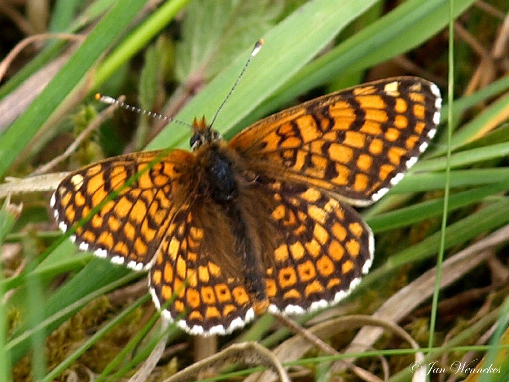 Veldparelmoervlinder, Melitaea cinxia.JPG